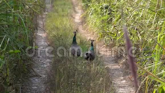 雀鸟走在赤湾国家公园的路上视频的预览图