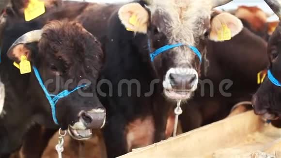 牛和奶牛场哺乳动物视频的预览图
