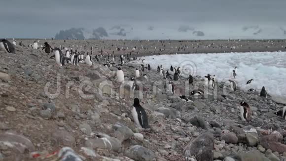 一大群企鹅站在冰川周围的岩石上安德列夫视频的预览图