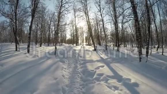 在白雪皑皑的白桦林中在明亮温暖的阳光下漫步视频的预览图