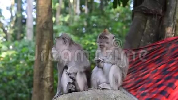 乌布猴林视频的预览图