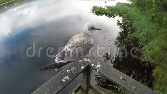 海鸥站在木栏杆上平静的池塘水背景放大了视频的预览图