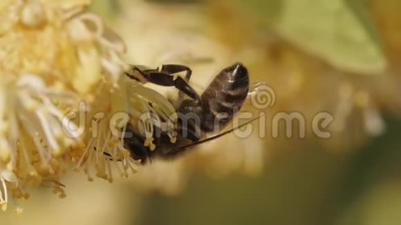 蜜蜂从树上的花朵中收集花粉视频的预览图