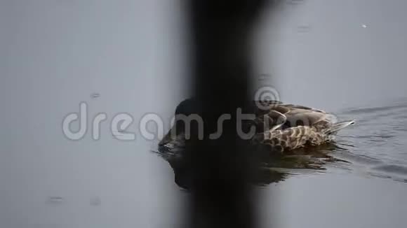 夏末马拉德鸭在平静的池塘岸边游泳雨滴落下视频的预览图