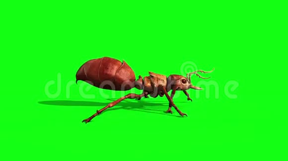 蚂蚁虫虫运行周期侧绿屏3D渲染动画视频的预览图