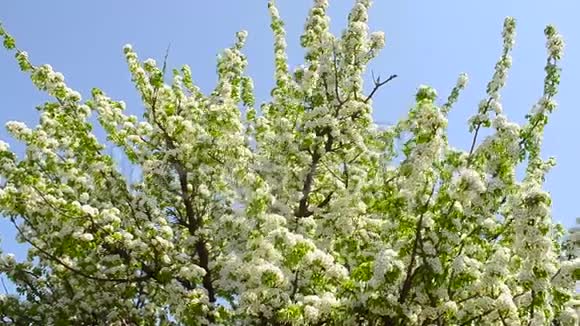 蓝天背景下的大花梨树视频的预览图