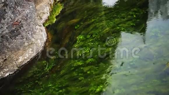 河中的绿藻视频的预览图