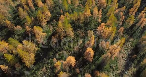 在阳光明媚的秋天从头顶上向后空中发现高山山谷和橙色落叶松森林树林阿尔卑斯山视频的预览图