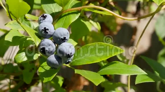 蓝莓在树枝上随风移动视频的预览图