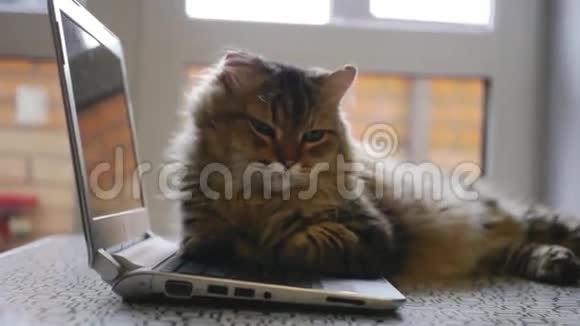 漂亮的毛茸茸的猫躺在打开的笔记本上1920x1080视频的预览图