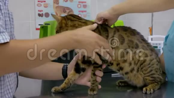 兽医用注射器给一只漂亮的猫注射疫苗视频的预览图