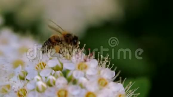 春天白色花序上的蜜蜂收集花粉春天的一夫一妻制白色花序在风中摇摆视频的预览图