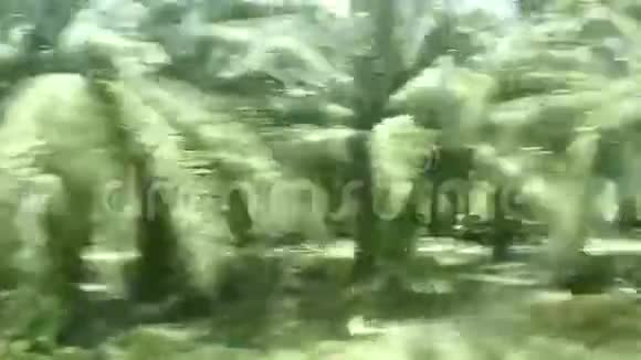 窗口快车棕榈树林4K视频的预览图