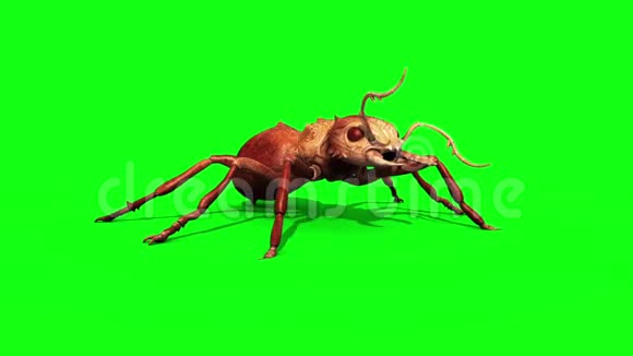 蚁虫攻击和死亡前绿屏3D渲染动画视频的预览图
