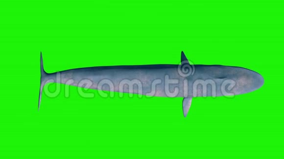 蓝鲸绿色屏幕循环顶级海洋3D渲染动画视频的预览图