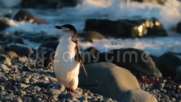 一只美丽的企鹅站在石滩上视频的预览图