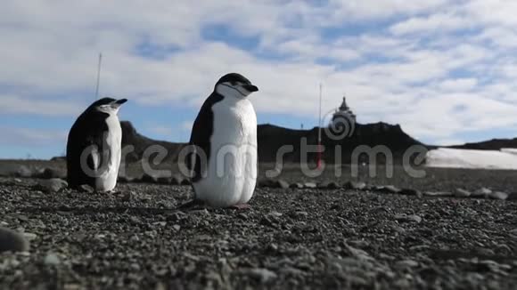 两只南极企鹅站在卵石中站在海滩上安德列夫视频的预览图