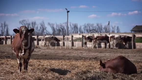 农场上的奶牛摆姿势拍照视频的预览图