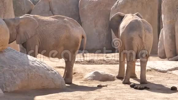 西班牙巴伦西亚市动物园里的动物大象视频的预览图