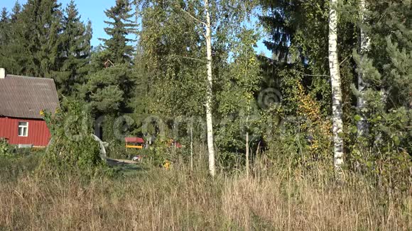 秋天在村庄附近的田园风光树白桦林4K视频的预览图
