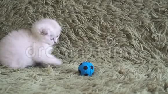 小可爱的白色小猫在踢足球视频的预览图