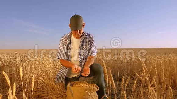农夫用手把麦粒倒在一个有耳朵的袋子里收获谷物农学家研究粮食的质量视频的预览图