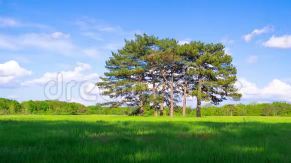 绿色草甸和六条松树视频的预览图