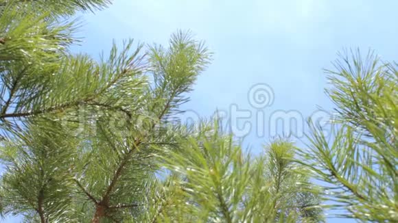 从地面看杉树枝背景蓝天云视频的预览图