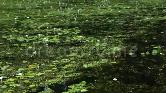 水面与植物运动射击视频的预览图