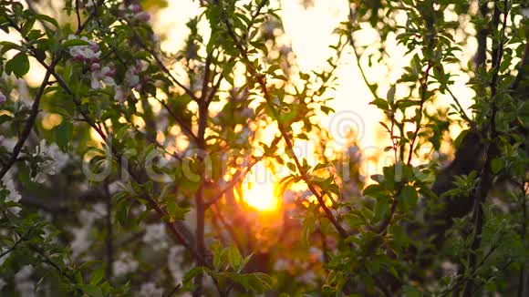 美丽的开花蟹树在明亮的阳光下视频的预览图