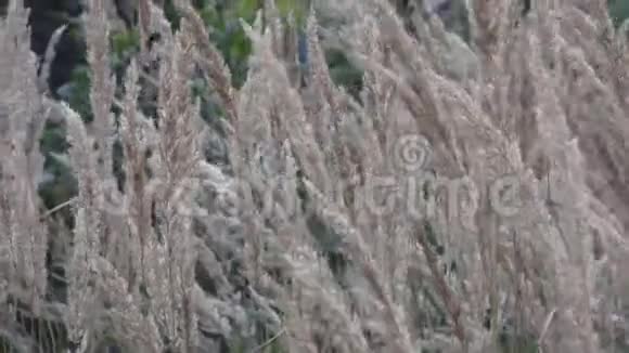 常见的芦苇花在风中吹芦苇在风中摇摆芦苇在夏天视频的预览图