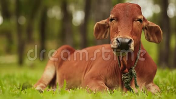 越南牛躺在草地上休息视频的预览图