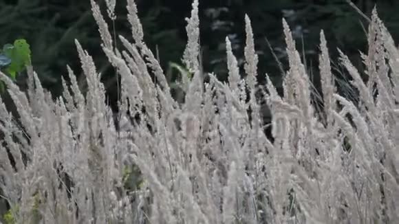 常见的芦苇花在风中飘扬芦苇在风中摇摆视频的预览图