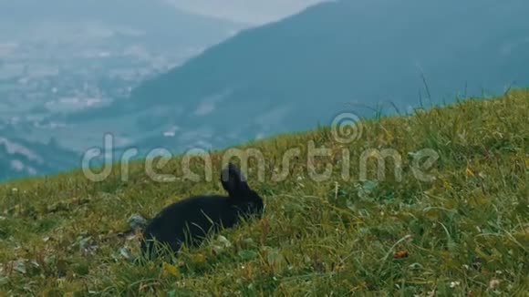 可爱蓬松的黑兔在风景如画的奥地利山谷的背景上嚼草视频的预览图