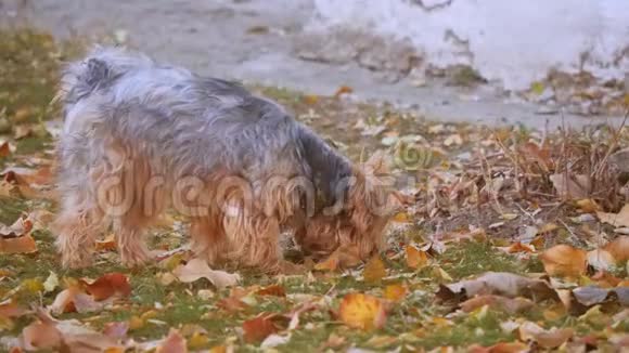 秋叶中的约克郡犬可爱的狗嗅着黄色的秋天落叶遛狗的生活方式视频的预览图