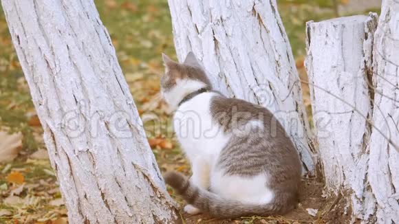 秋叶中的猫可爱的猫嗅着黄色的秋天落叶猫在户外漫步街头的生活方式视频的预览图