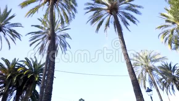 棕榈树和天空库存城市公园里的棕榈树夏日的棕榈树夏季旅行概念背景视频的预览图