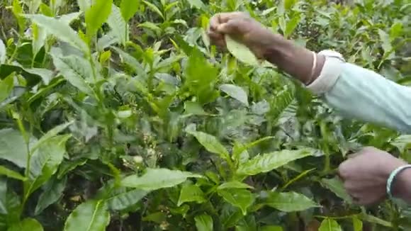 无法辨认的雌性手在春天在种植园采茶当地印度妇女采摘新鲜叶子视频的预览图