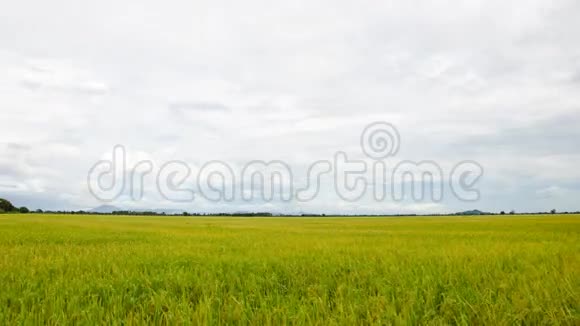 稻田和云视频的预览图