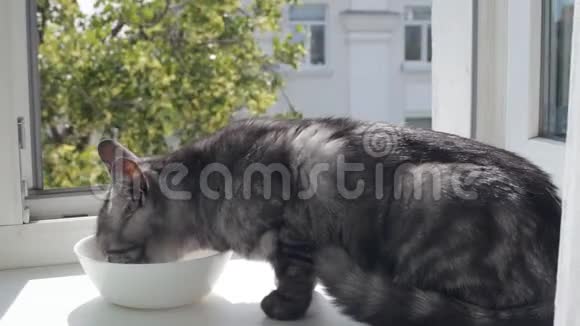 黑烟英国猫吃窗台视频的预览图