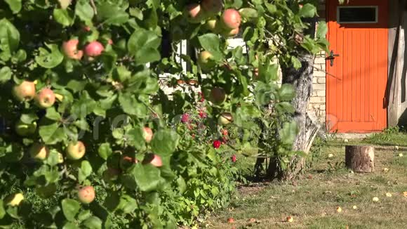 苹果树上有水果和家里的橙色画门夏天4K视频的预览图