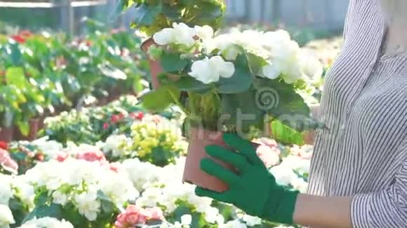 女园丁端着花盆在花园里慢慢地笑视频的预览图
