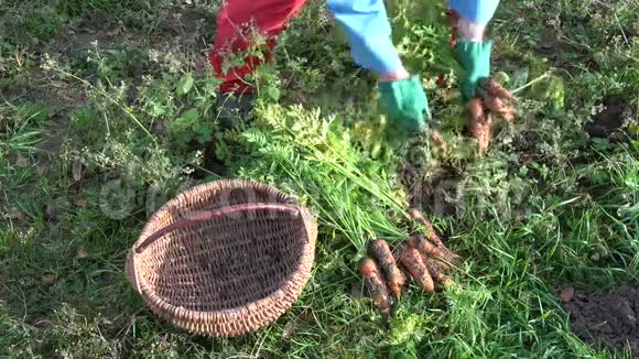 带绿色防护手套的园丁在秋天收获橙色的胡萝卜然后放在篮子里视频的预览图