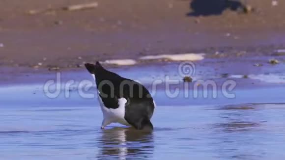 鸟欧亚大陆的观鸟海马在沙岸和浅水中行走视频的预览图