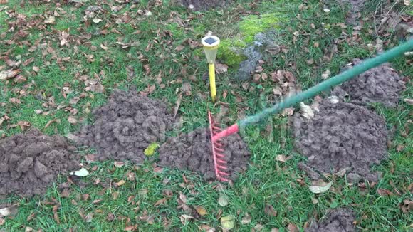 秋叶草坪上用耙鼹鼠清除园丁视频的预览图