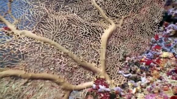 马尔代夫令人惊叹的海底上的GorgonariaSobergorgiahicksoni珊瑚视频的预览图
