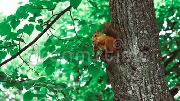松鼠坐在50英尺高的树上视频的预览图