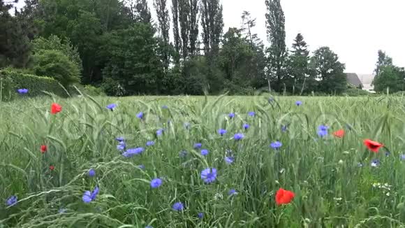 野花在绿色的黑麦地上又蓝又红视频的预览图