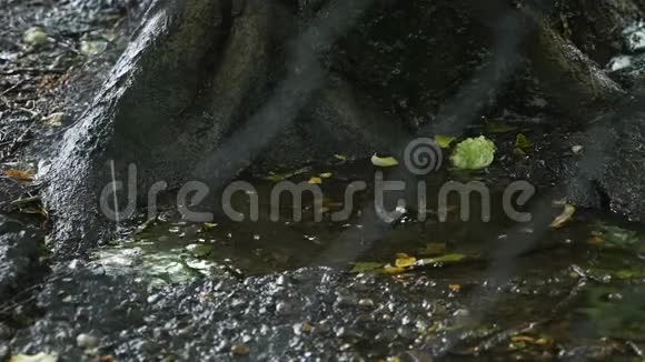 雨水滴入树根附近的水坑中透过金属栅栏观看视频的预览图