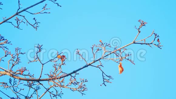 干燥的树枝上有白色的背景干燥的树枝在蓝色的背景上冬季景观的开始视频的预览图